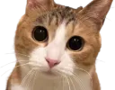 :eh_toi: