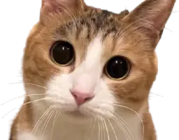 :eh_toi: