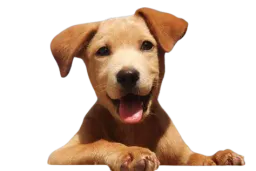 :chien_mignon_: