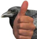 :Corbeauok: