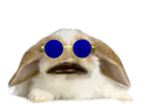 :Lapin_Belier_Kali_Yuga: