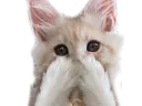 :chat_hihi: