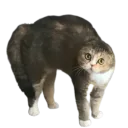 :Peur_chat: