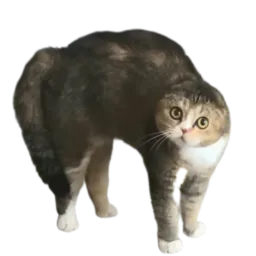 :Peur_chat: