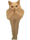 :Chat_bouge_ton_corps: