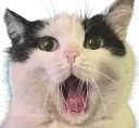 :AAAAAAAAAHHHHHH:
