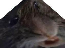 :rat_trisomique: