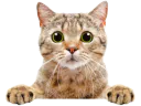 :chat_gentil: