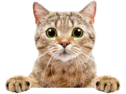 :chat_gentil: