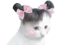 :chat_couettes_de_droite: