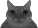:chatgris: