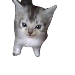 :oupigoupi: