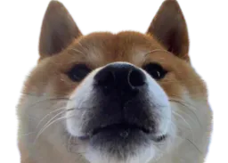 :Chien_ahurin: