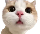 :chat_chokbar1: