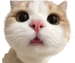 :chat_chokbar1: