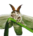 :Chat_mite: