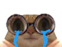 :Chat_lunettes_pleure:
