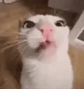 :Crunchy: