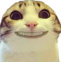 :CHAT_PEUR_2: