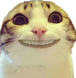 :CHAT_PEUR_2: