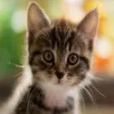 Minet2op
