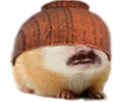 :Hamter_bolenbwa: