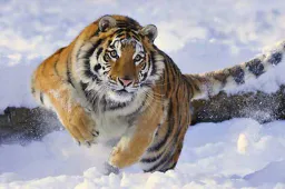 :Tigre_: