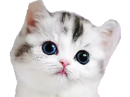 :Chat_pensif: