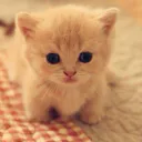 :Chat_copain_bebe: