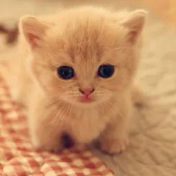 :Chat_copain_bebe: