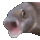 :pogfish: