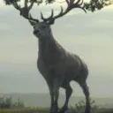 CerfDeter