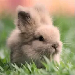 :Lapin_copain2: