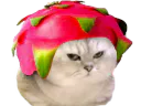 :chatbrushingpitaya:
