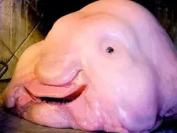 :blobfish: