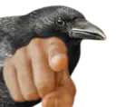 :corbeaupoint:
