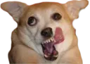 :Chien_CASH: