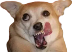 :Chien_CASH:
