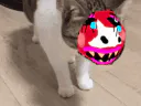 :Chat-vache:
