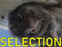 :rat_selection:
