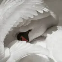 Swan