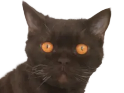 :chat_serieux: