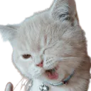 :Chat_clin_d_oeil_: