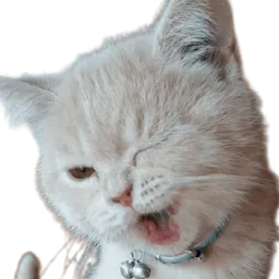 :Chat_clin_d_oeil_: