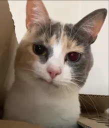 :chat_mouais: