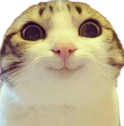 :Chat_marrant_: