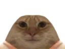 :chatavortin: