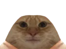 :chatavortin: