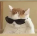 :neocat: