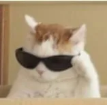 :neocat: